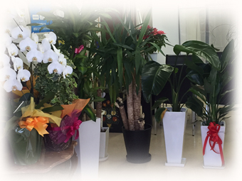 熊本市西区の税理士事務所「税理士法人ブルーラックス」